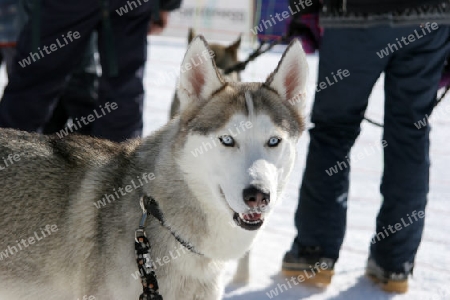 Schlittenhund