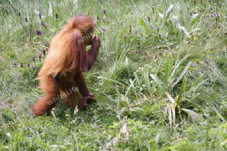 Orang Utan - Pongo pygmaeus