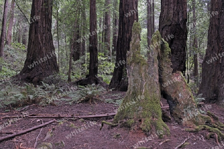 Vegetation und Kustenmammutbaeume, Redwoods,  Sequoia sempervirens, Muir Woods Nationalpark, Kalifornien, USA