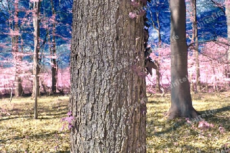 Beautiful pink and purple infrared panorama of a countryside landscape with a blue sky.