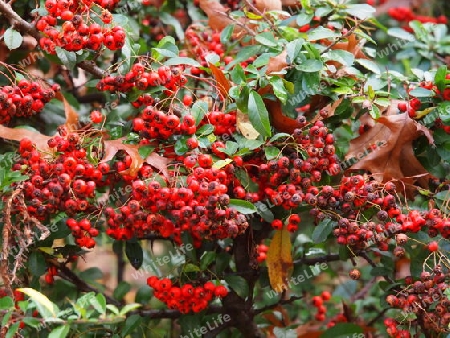 Strahlende Herbstfarben