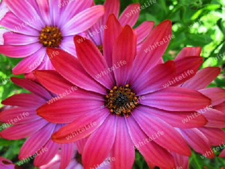 Margerite (Leucanthemum)