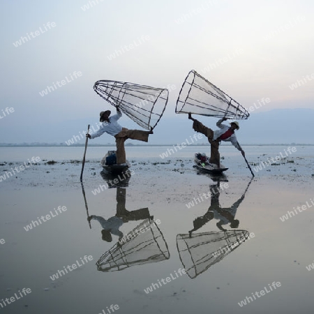 Fishermen at sunrise in the Landscape on the Inle Lake in the Shan State in the east of Myanmar in Southeastasia.