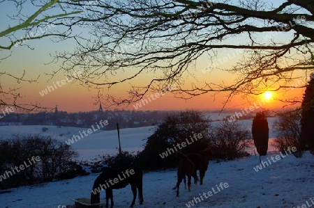 Pferde auf der Winterweide