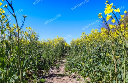 Yellow field of flowering rape and tree against a blue sky with clouds, natural landscape background with copy space, Germany Europe.