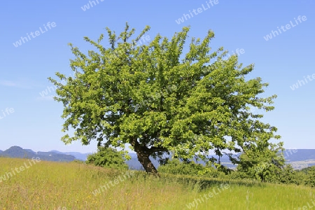 Ein schiefer Baum