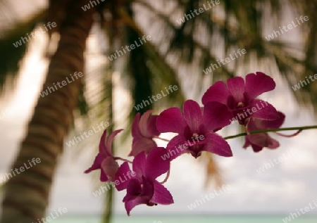 Der Strand an der Mae Haad Bay Beach auf der Insel Ko Tao im Golf von Thailand im Suedwesten von Thailand in Suedostasien.