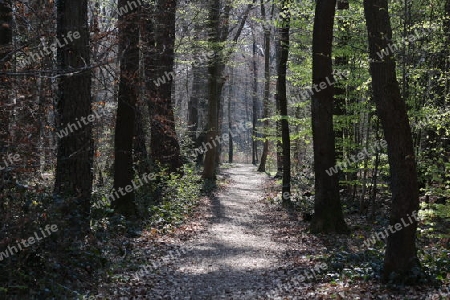 Waldweg