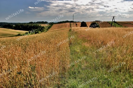 Landwirtschaft