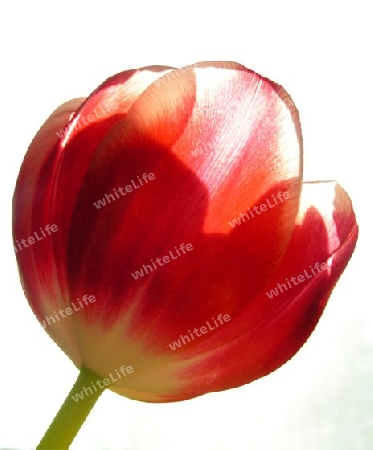 Tulpe