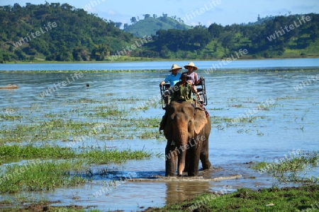 Elefant im See