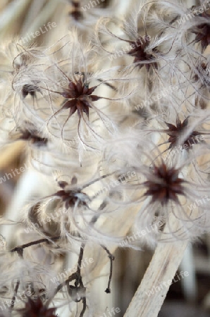 flauschige Waldrebe - Samen