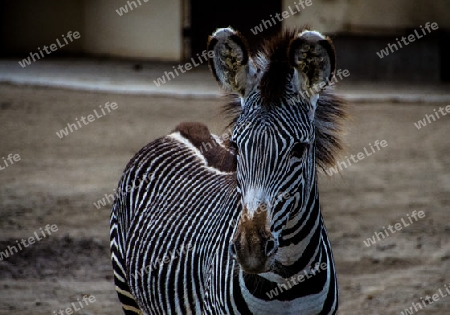 Zebra