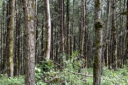 Ein Wald bei Mae Aw im Grenzgebiet zu Burma beim Dorf Mae Hong Son im norden von Thailand in Suedostasien.