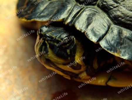 neugierige Wasserschildkroete