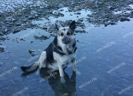 Sch?ferhund im Wasser