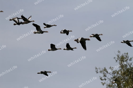 Graugans, Anser anser, im Flug