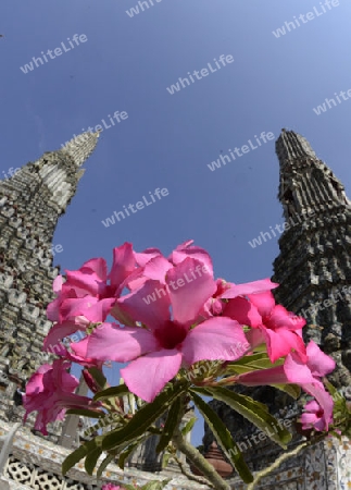 Die Tempelanlage des Wat Arun am Mae Nam Chao Phraya River in der Hauptstadt Bangkok von Thailand in Suedostasien.