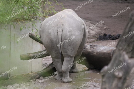 Nashorn - Rhinocerotidae