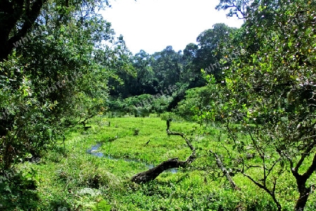 Feuchtgebiet im Regenwald