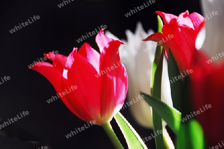 Tulpen