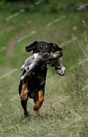 Jagdhund mit Beute