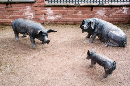 Schweinefamilie