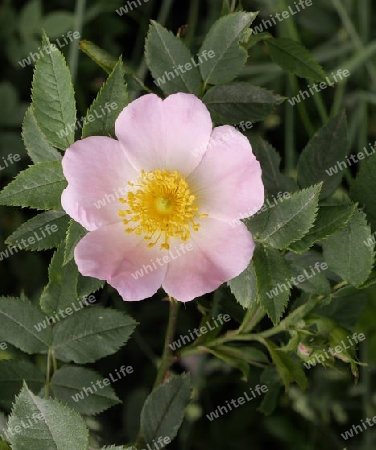 Hellrosa Heckenrose