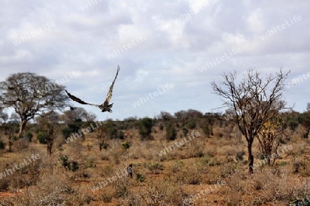 Safari