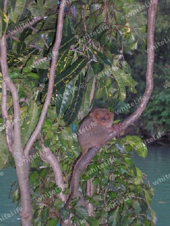 Tarsier