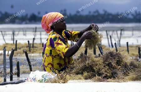 Eine Frau arbeitet auf ihrer Seegras Plantage an der Ostkuester der Insel Zanzibar oestlich von Tansania im Indischen Ozean.