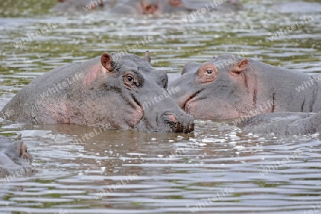 Flusspferd, Nilpferd (Hippopotamus amphibius) im Wasser, Masai Mara Nationalpark, Kenia, Afrika