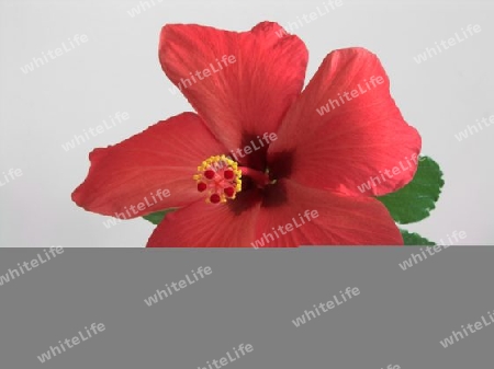 Hibiskusbluete 1