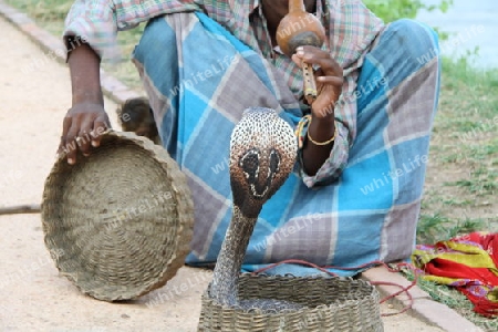 Schlangenbeschw?rer in Sri Lanka