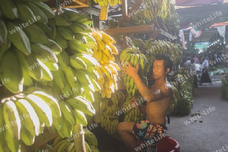 a big Banana Shop in a Market near the City of Yangon in Myanmar in Southeastasia.