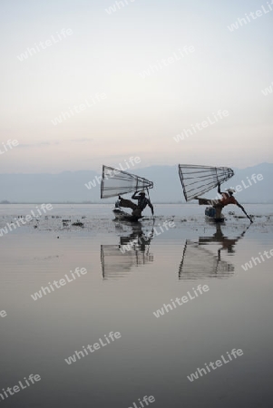 Fishermen at sunrise in the Landscape on the Inle Lake in the Shan State in the east of Myanmar in Southeastasia.