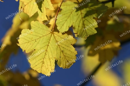 Farben des Herbstes