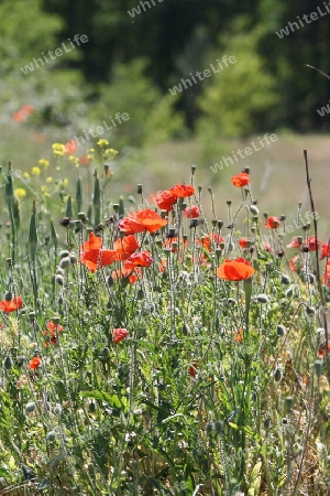 Wilder Mohn