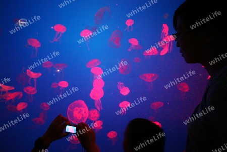 Quallen (Ohrenqualle, Moon Jelly) im Underwater World oder Unterwasserwelt auf der Insel Sentosa in Singapur im Inselstaat Singapur in Asien. 