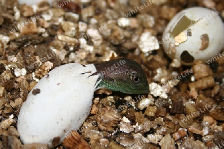 Schlupf einer Wasseragame