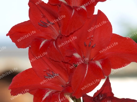 Rote Gladiole