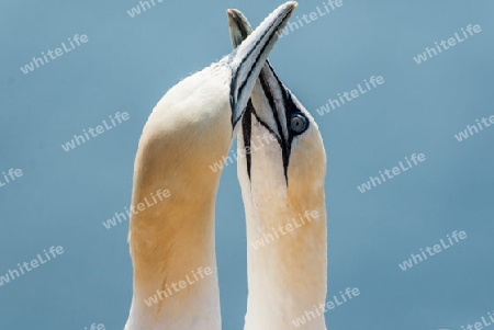 Helgoland Basst?lpel