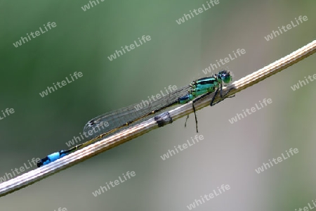 Gro?e Pechlibelle (Ischnura elegans)