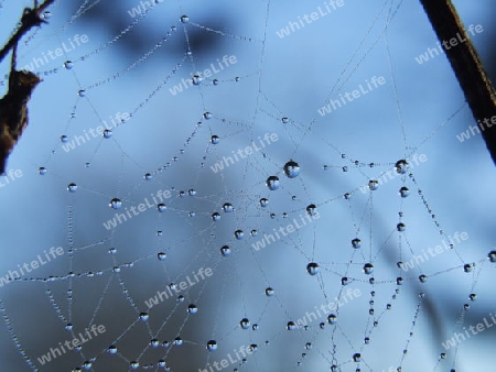 Tautropfen im Spinnennetz