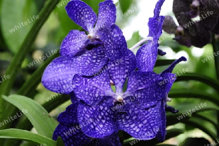 Orchidee - Vanda coerulea