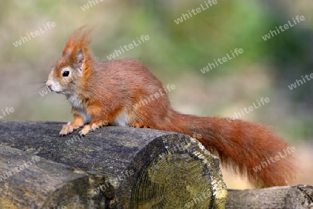 Eichh?rnchen (Sciurus vulgaris), Brandenburg, Deutschland