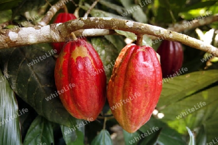 Amerika, Suedamerika, Venezuela, Karibik, ChuaoKakao Bohnen beim Cacao Bergdorf Chuao im Nationalpark Henri Pittier im zentralen norden von Venezuela.  