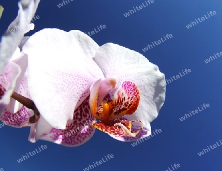 Orchidee Makro