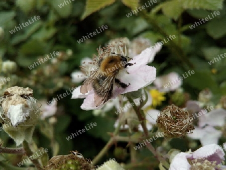 Brombeerblüte IV und Ackerhummel