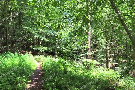 Beautiful view into a dense green forest with bright sunlight casting deep shadow.